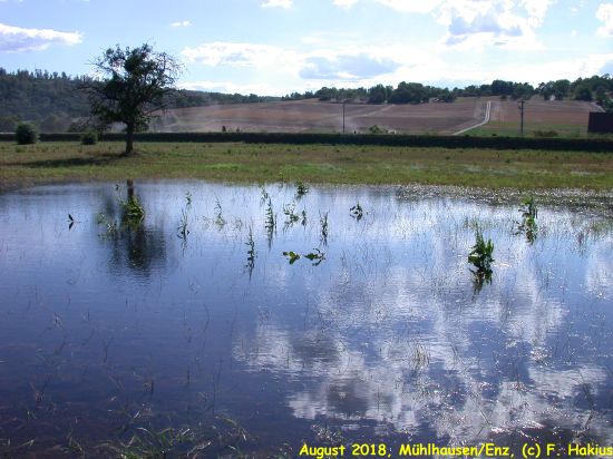 Enzwiesen-Bewässerung