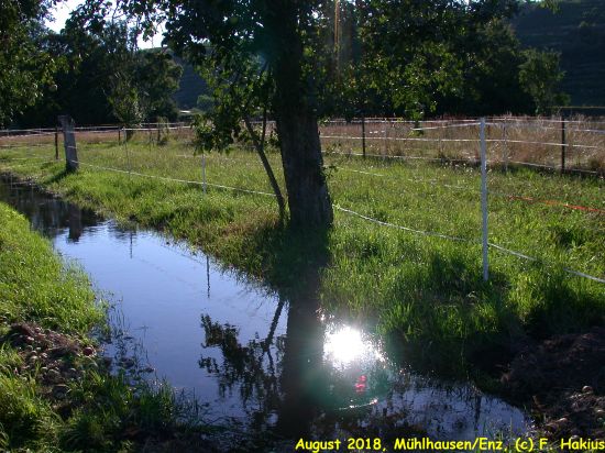 Enzwiesen-Bewässerung