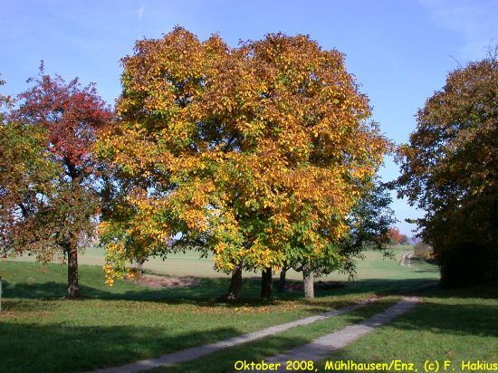 Oktober 2008