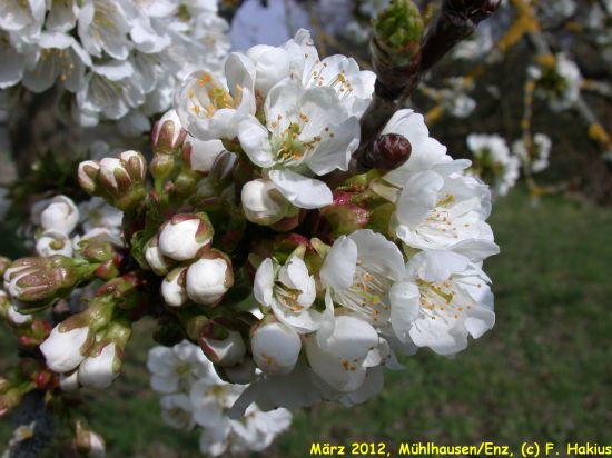 März 2012